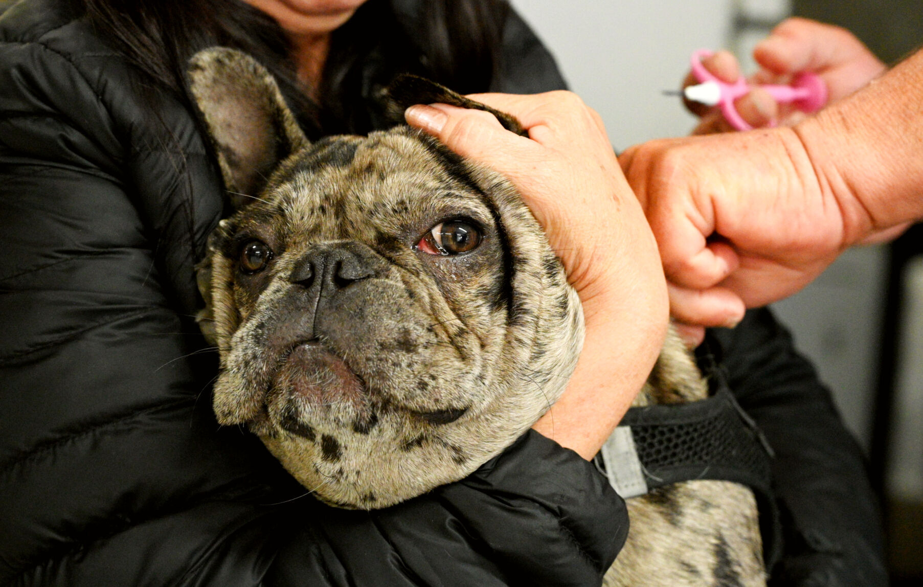 062823-smt-news-care-4-paws-clinic-004.jpg